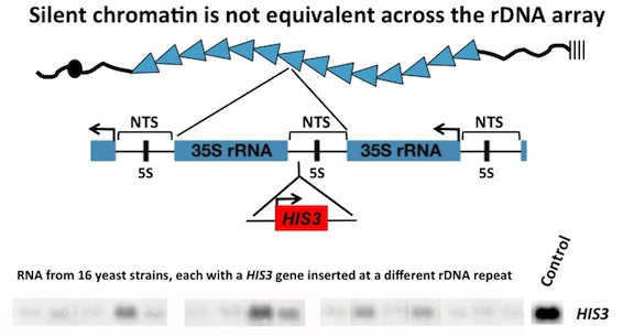 Phd thesis biochemistry