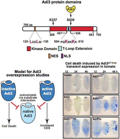 Adi3 Protein Domains
